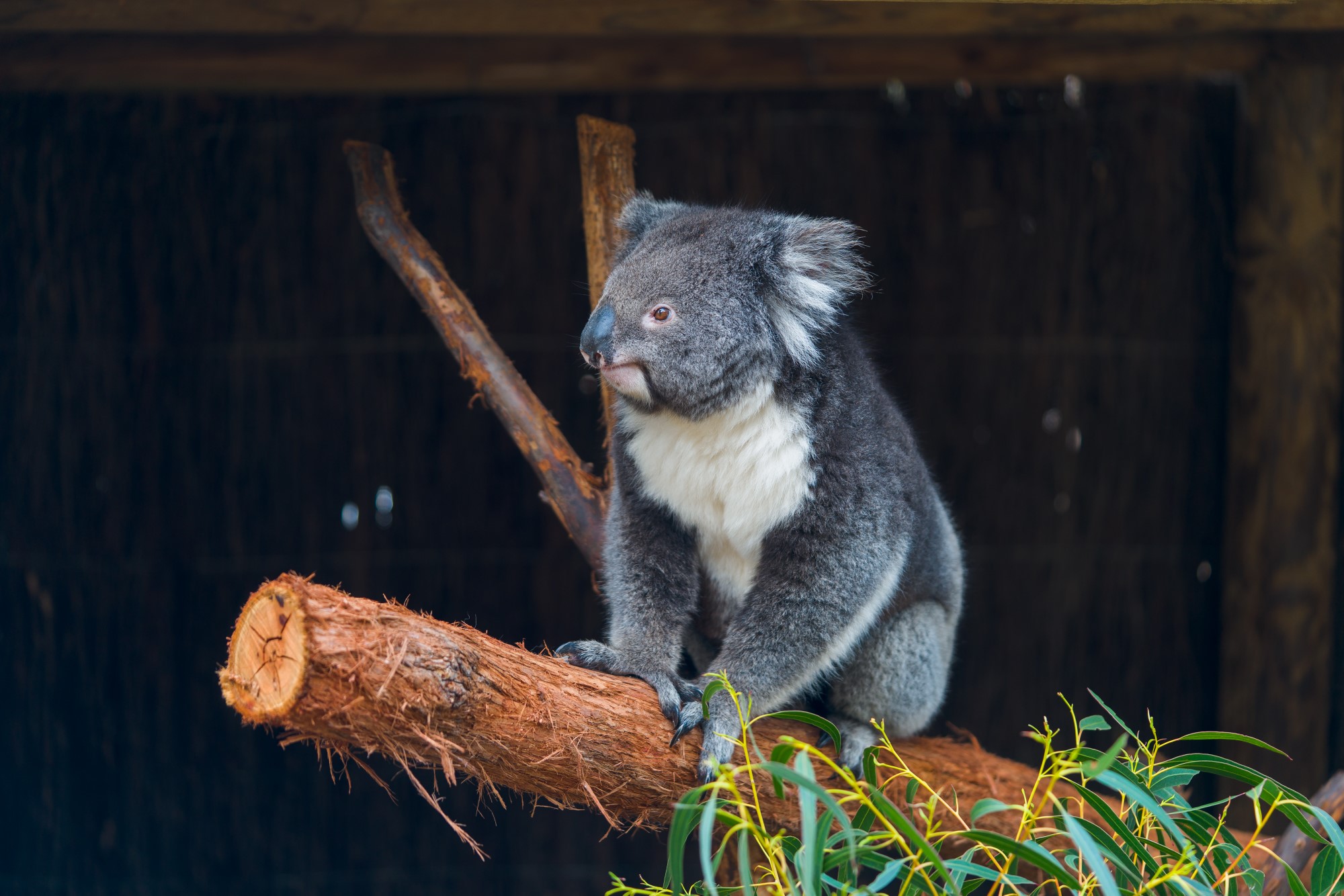 Australia