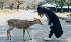 Featured image of post 2019日本行 – 第六天白天在奈良Nara遇见流氓鹿，晚上泡日式温泉