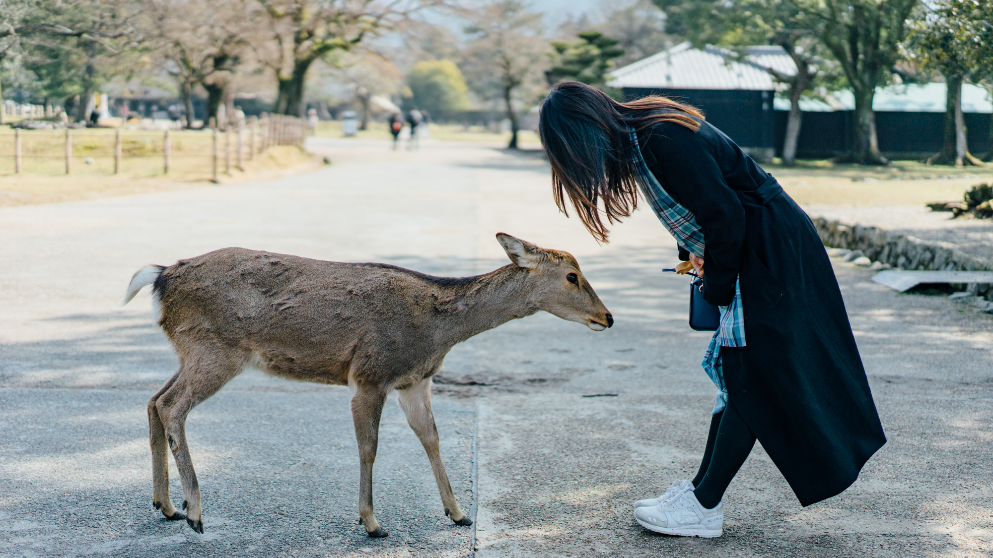 Featured image of post 2019日本行 – 第六天白天在奈良Nara遇见流氓鹿，晚上泡日式温泉