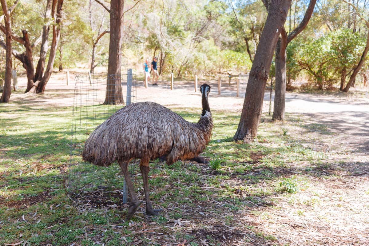 在停车场里面悠闲地走来走去的Emu仿佛也在为这个公园背书
