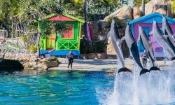 Featured image of post 2018 Goldcoast之行 – Day 2 : Sea World